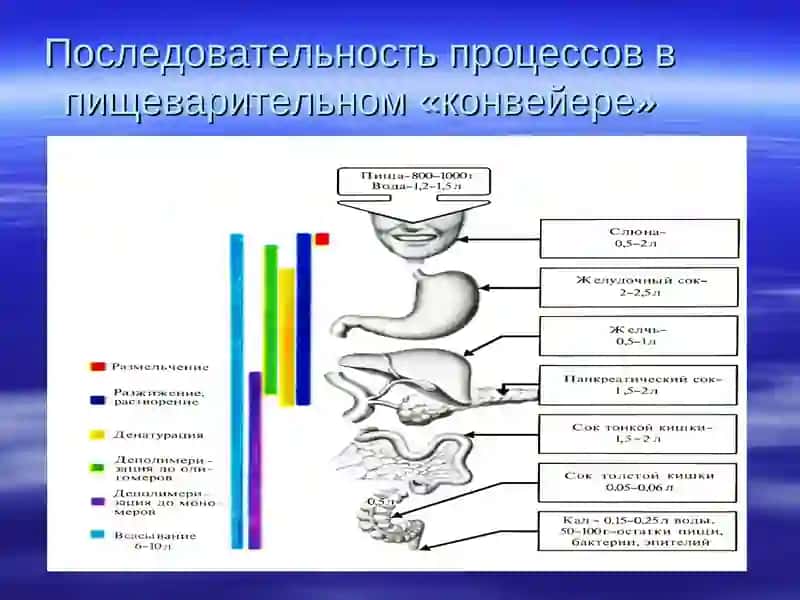 Физиология пищеварения 3