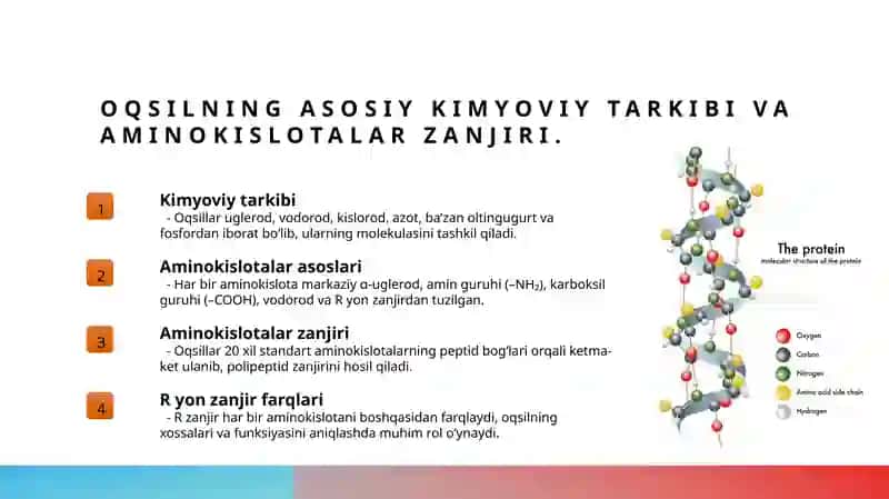 Oqsilning biokimyoviy tuzilishi funksiyalari va strukturasi 3
