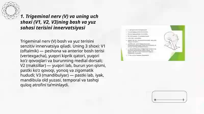 Bosh va yuz sohasi terisining innervatsiyasi 3