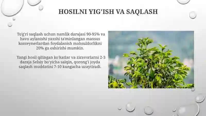 Himoyalangan yerlarda ko‘kat va ziravorlar yetishtirish 3