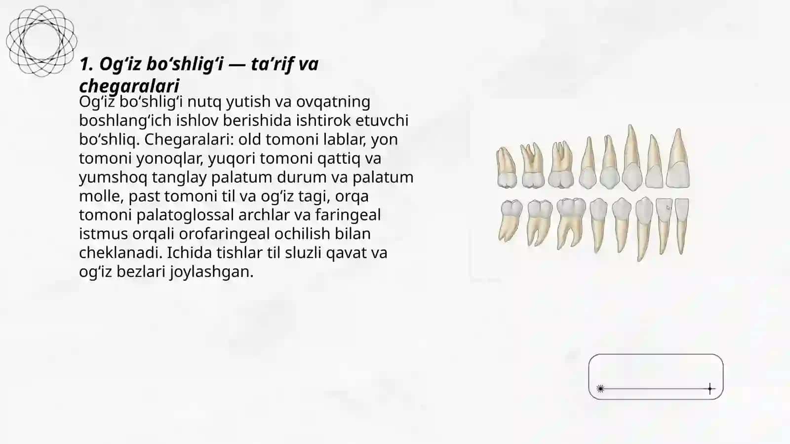 Ogʻiz boʻshligʻi va uning tarkibiy qismlari 3