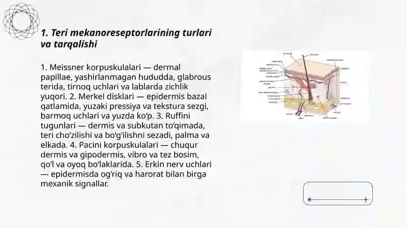Sensor retseptsiya, teri analizatori lokalizatsiyani aniqlash 3