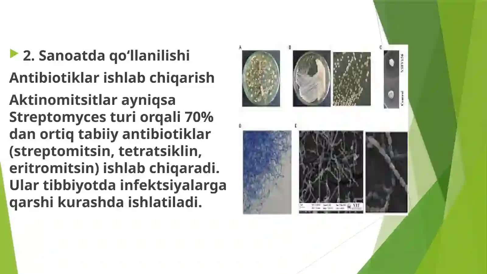 Aktinomitsitlarning sanoatda va qishloq  xo’jaligida ahamiyati 3
