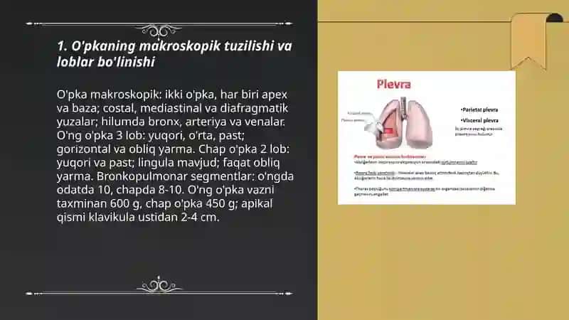 O'pka, bronxlar, plevra, ko'ks oralig'i topografiyasi va funksional anatomiyasi 3