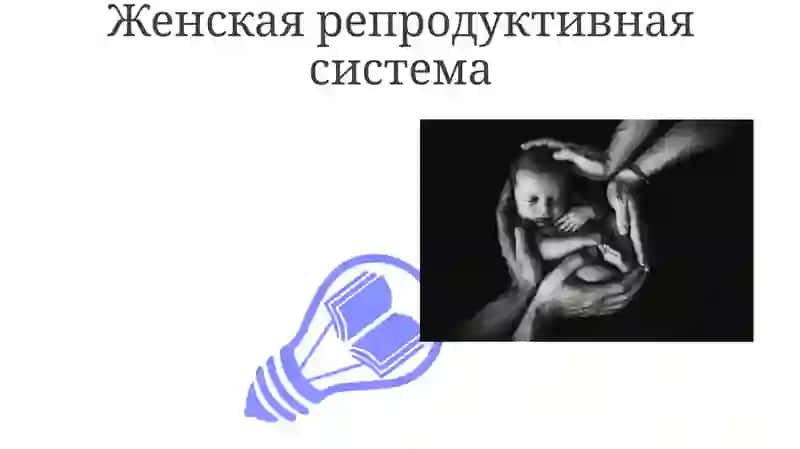 Женская половая система, яичник, матка, матка у новоржденного 3