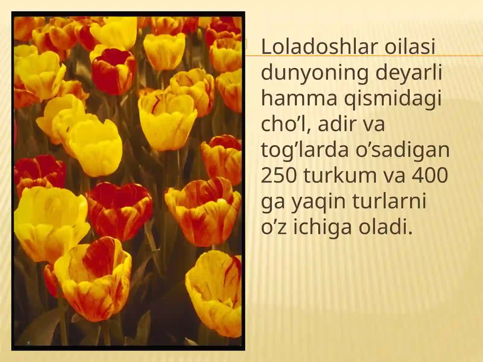 Raximova Gulandomning o’simliklar anatomiyasi va morfologiyasi fanidan tayyorlagan taqdimot ishi 3