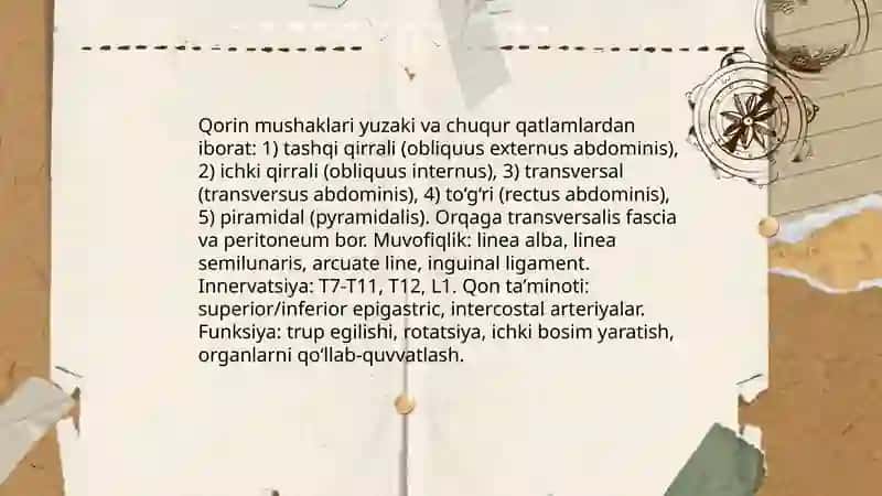 Qorn mushaklari tapagrafiyasi 3