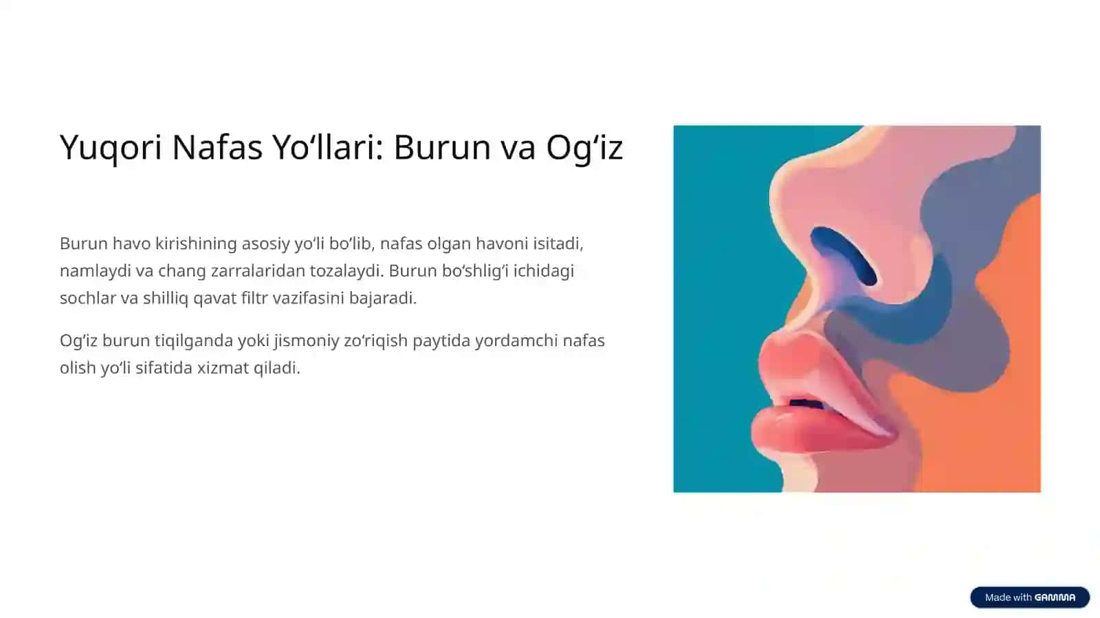 Nafas Yo‘llariga Kiruvchi A’zolar: Tuzilishi va Joylashishi 3