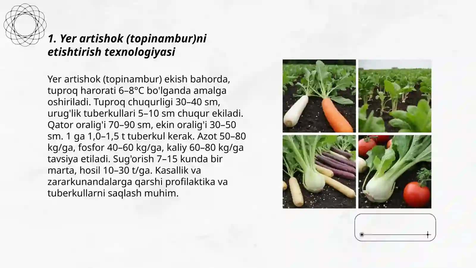 Yer artishok (topinambur)ni etishtirish texnologiyasi 3