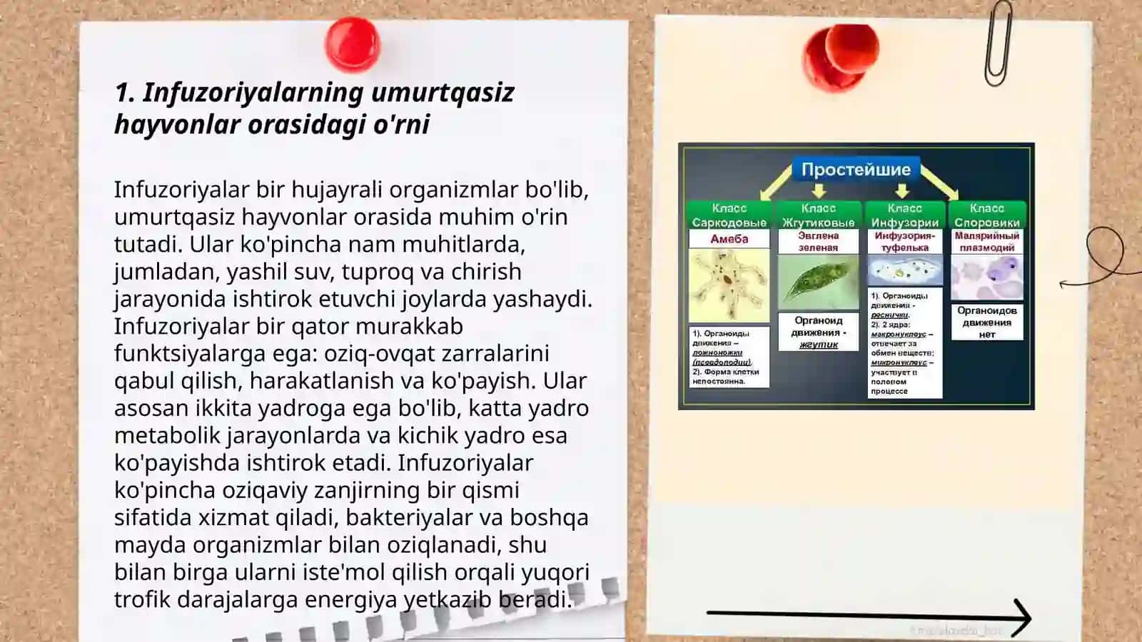 Infuzoriyalar. Morfologik va fiziologik xususiyatlari 3