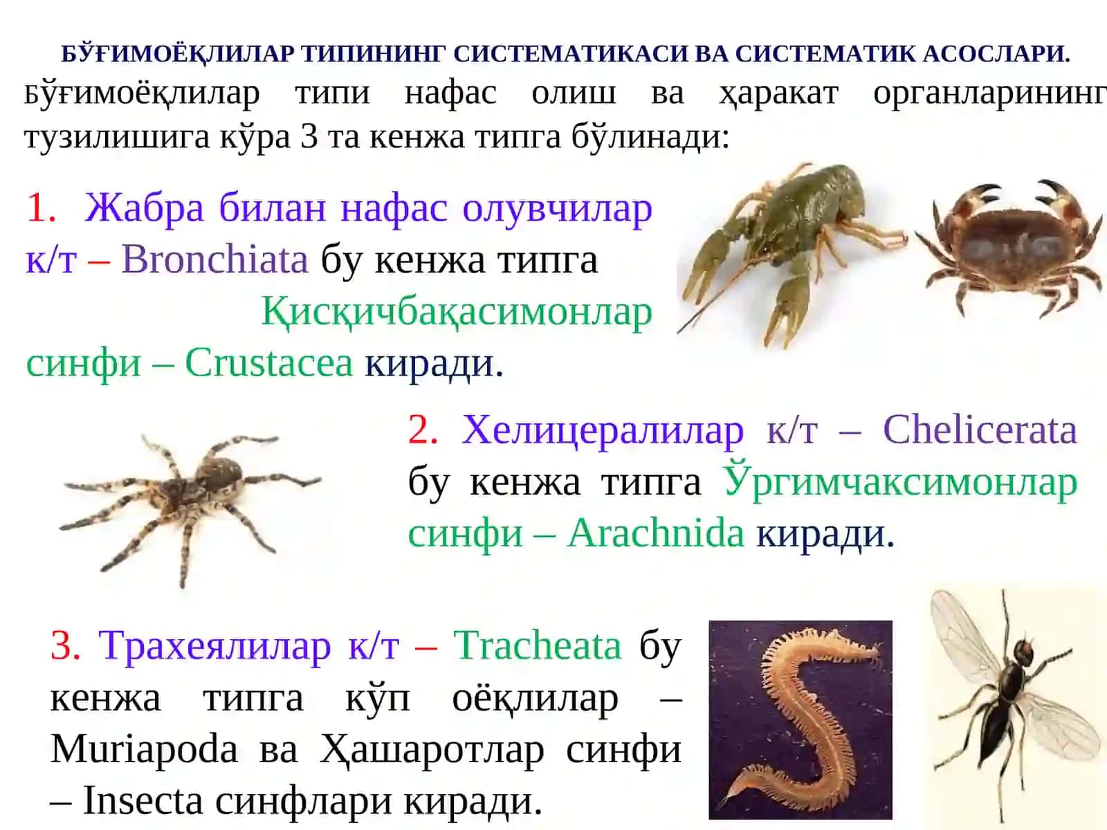 VETERINARIYA ARAXNOLOGIYASI 3