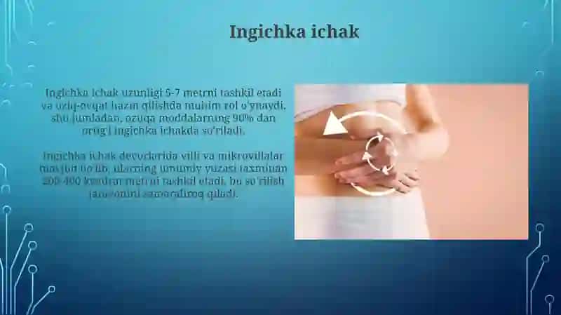 Ingichka ichak 3