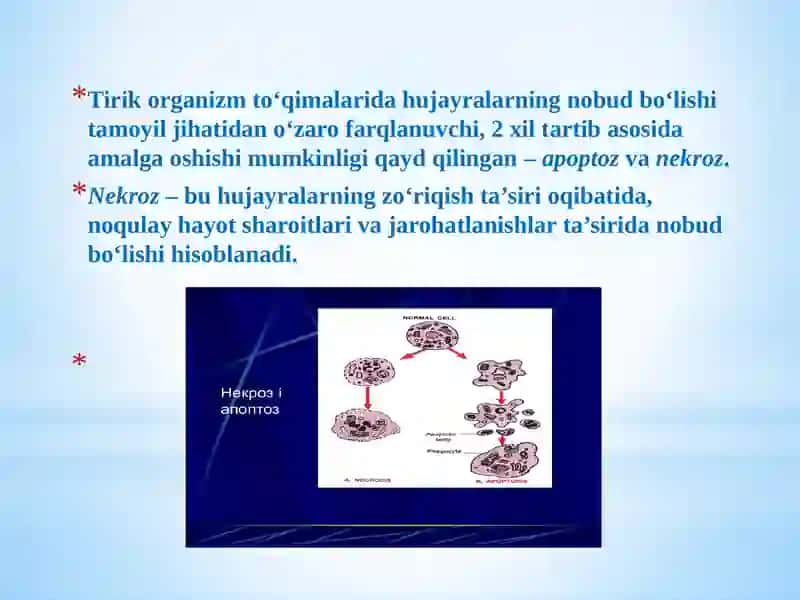 Apoptoz.Fiziologikvapatologikjarayonlardaapoptozniishtiroki.Qariyotganhujayralarniapoptozi 3