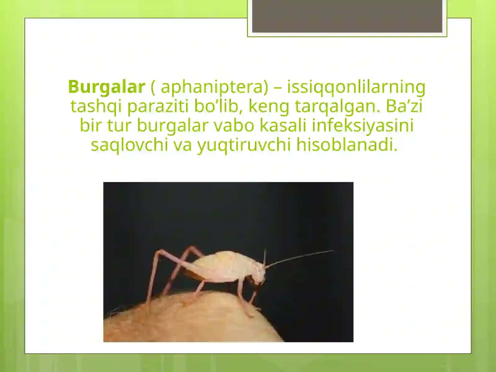 ZARARKUNANDA HASHOROTLAR 3