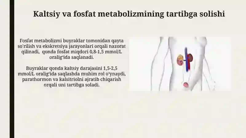 Ayiruv sistemasi.Buyraklar fiziologiyasi 3