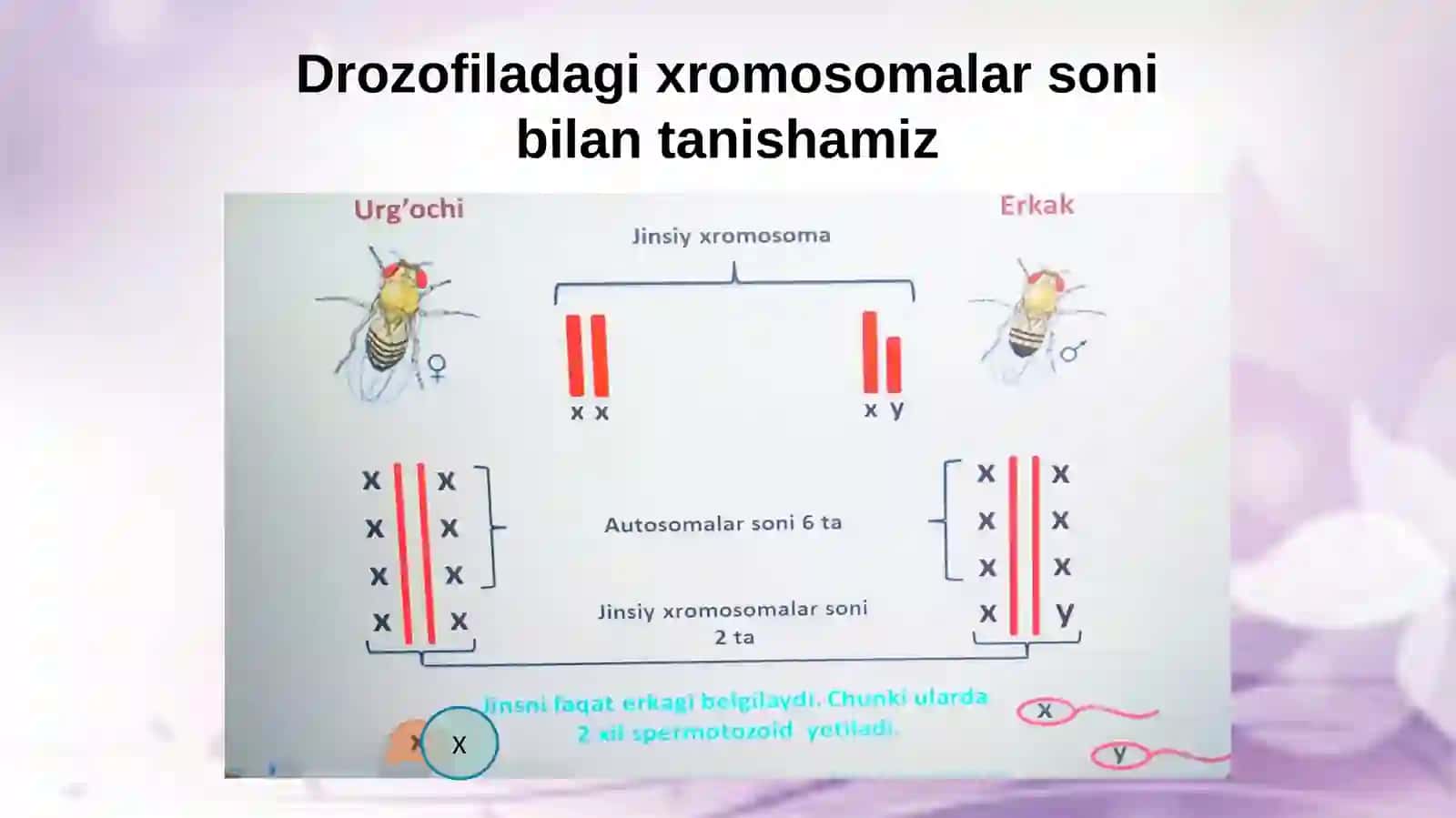 Xromosomalar va jinsning birikkan holdairsi 3