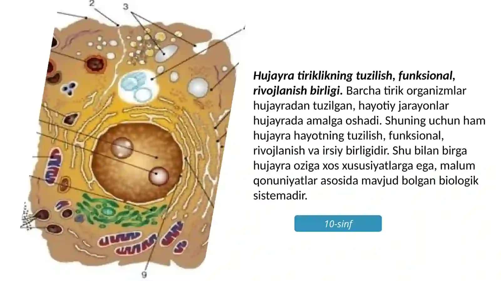 HAYOTNING HUJAYRADARAJASIVA UNINGO’ZIGAXOS JIHATLARI 3