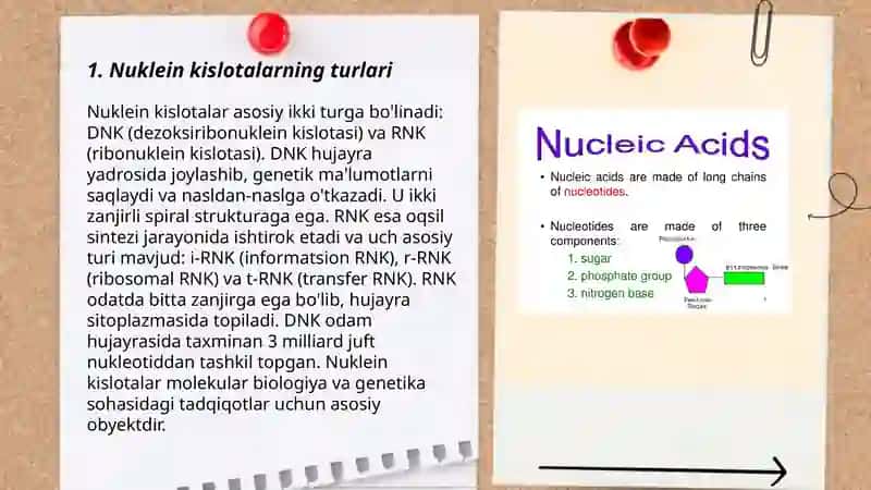 Nuklein kislotalar haqida umumiy tushunchalar 3