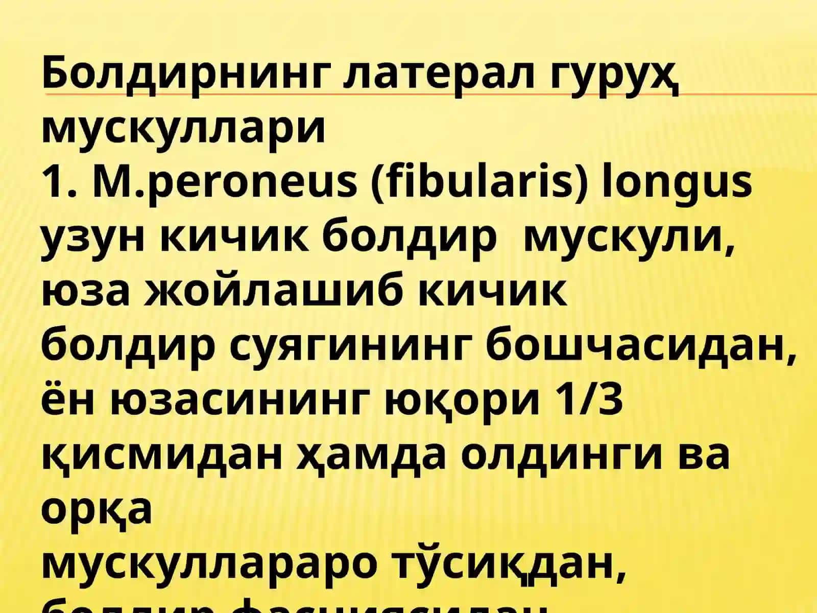 Болдирнинг латерал ғуруҳ мускуллари 3