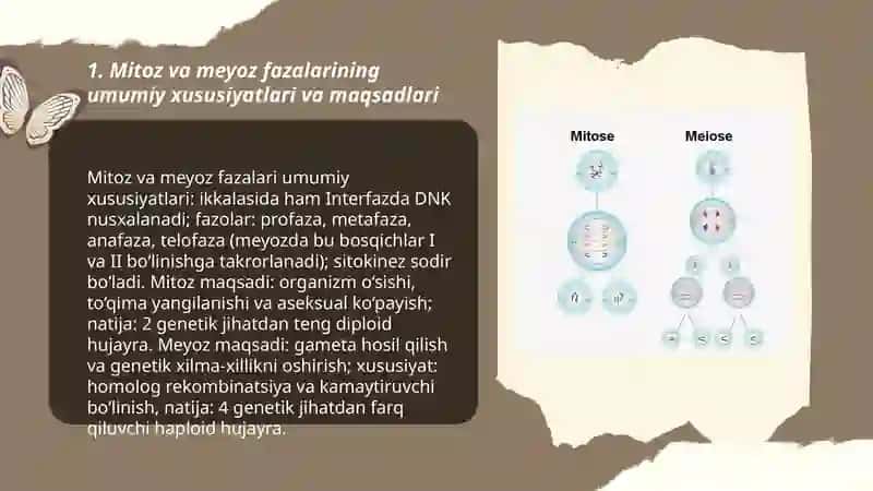 Mitoz va Meyoz jarayonlari fazalarini farqi va oʻxshashliklari 3