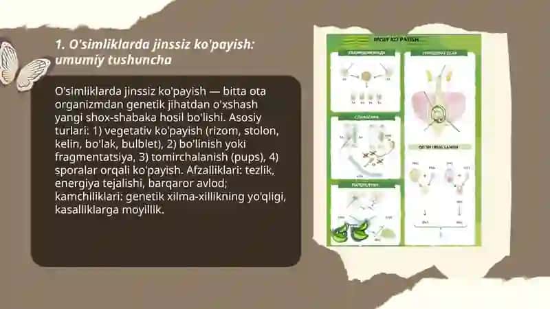 O'simliklarning jinssiz va jinsiy ko‘payishi turlari 3