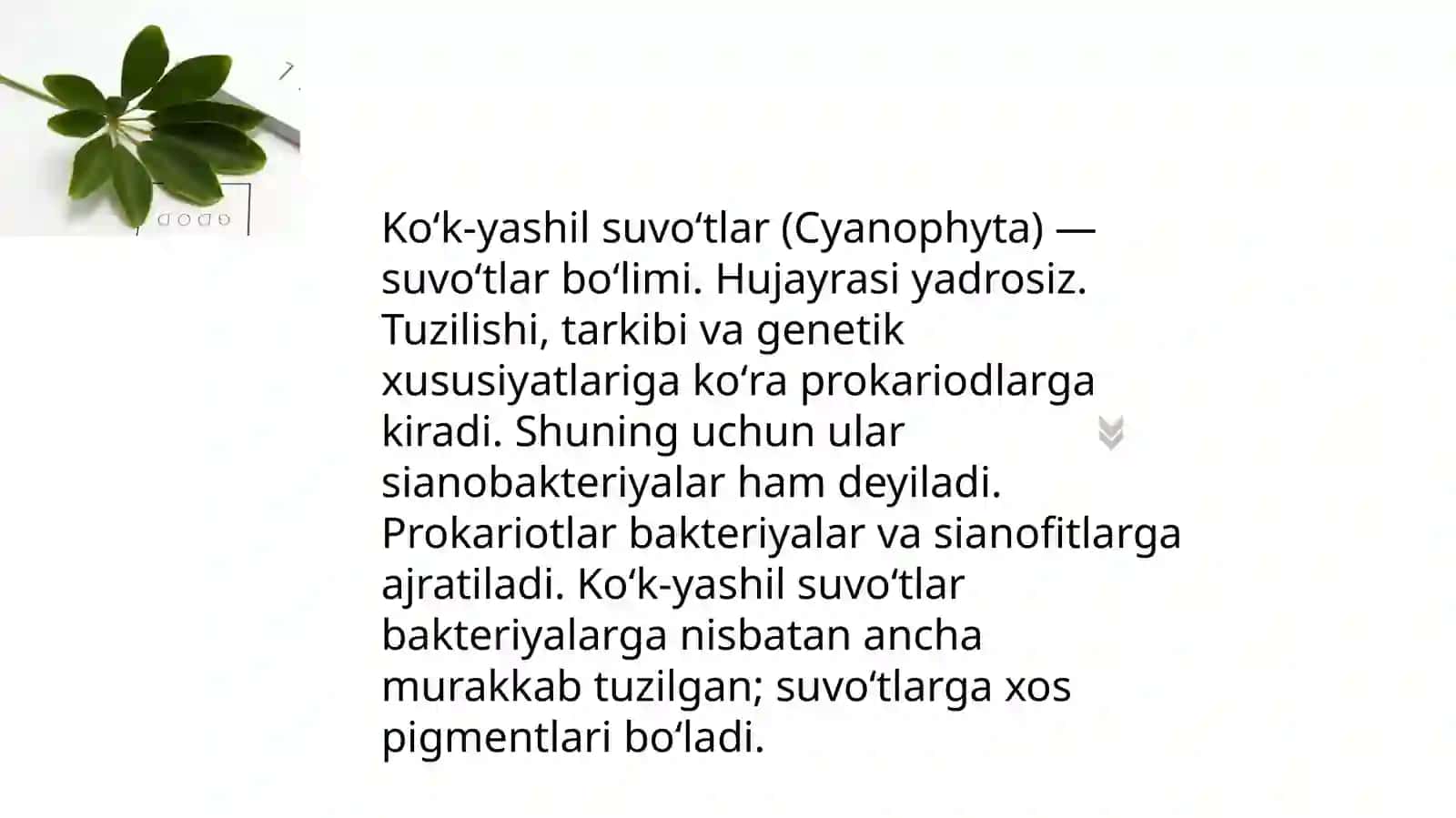 Sianobakteriyalar 3