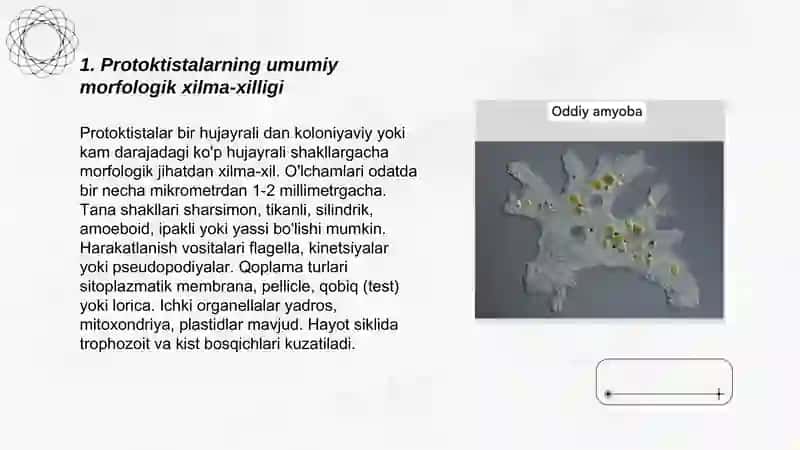 Protoktistalarning xilma xilligi va morfologiyasini o'rganish 3