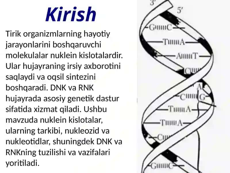 Nuklein kislotalar, nukleozidlar, nukleotidlar, DNK va RNK tuzilishi 3