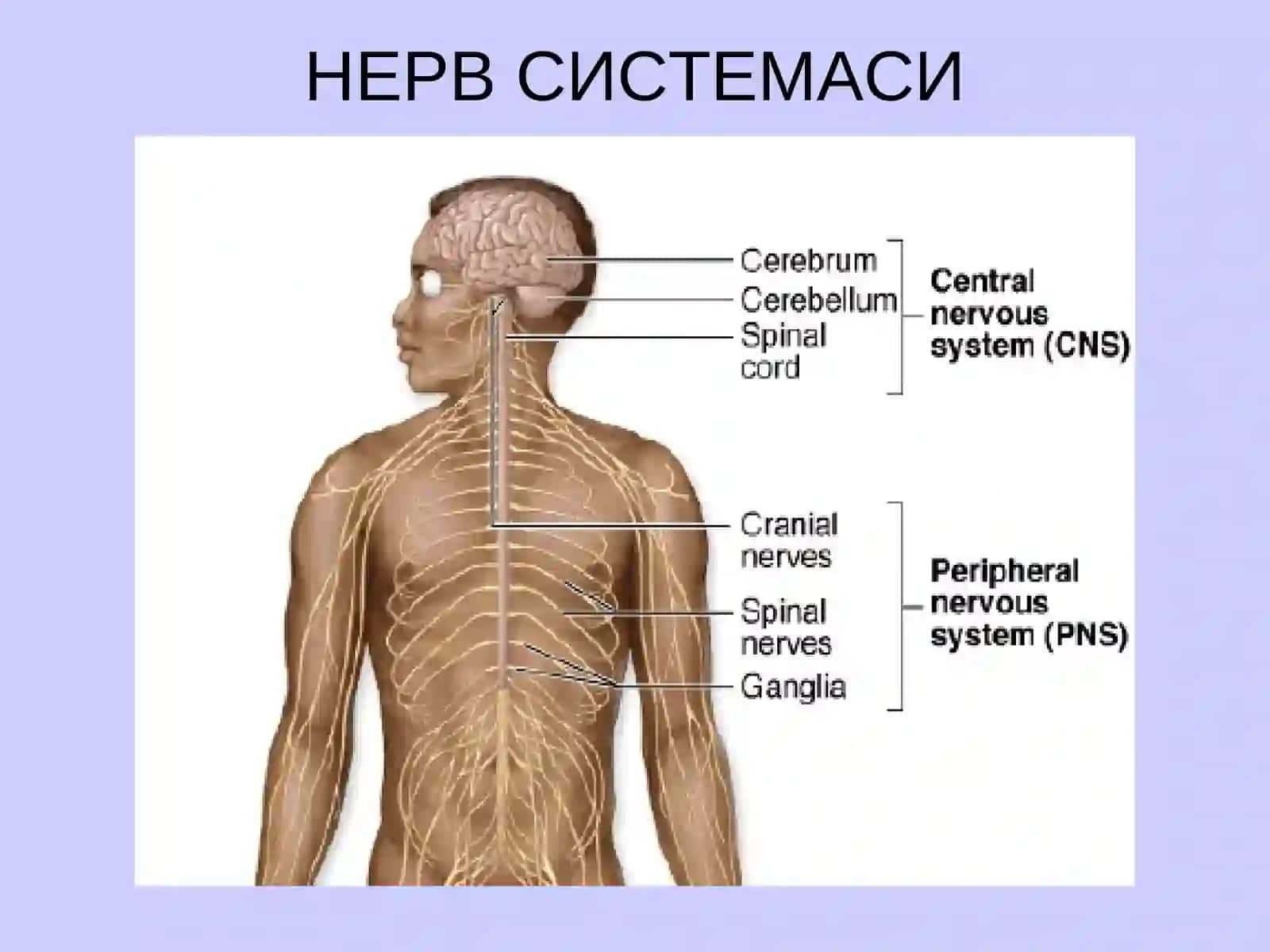 НЕРВ СИСТЕМАСИНИНГ АНАТОМИЯСИ 3