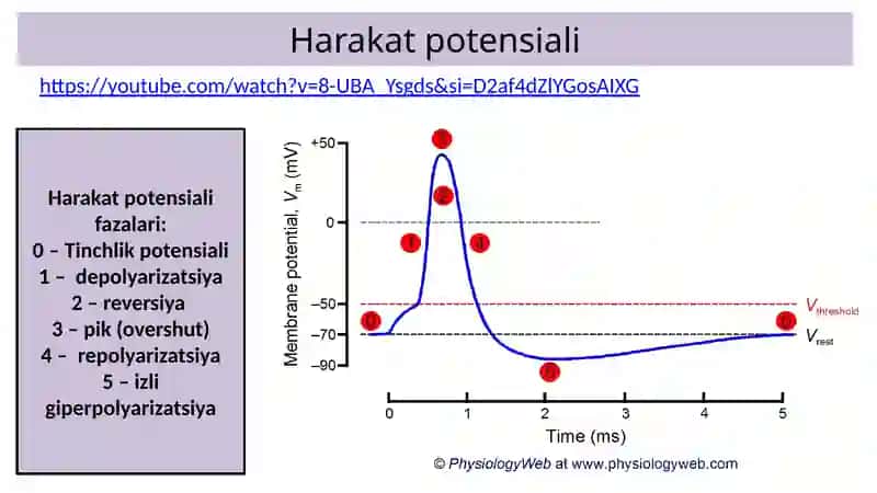 Nervtolari va sinaps fiziologiyasi 3