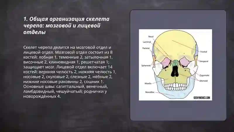 Анатомия скелета черепа 3