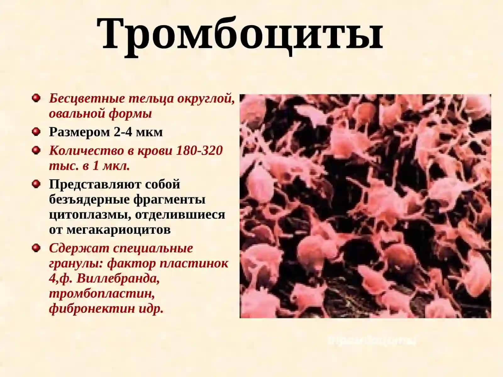 Кровь. Гемостаз. Группы крови. Резус – фактор 3