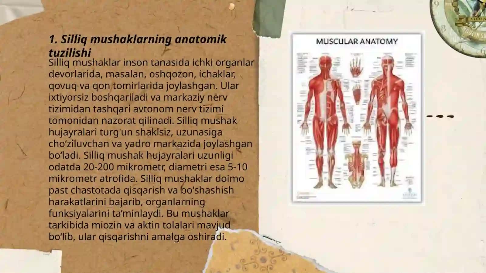 Silliq va ko’ndalang targ’il mushaklar fiziologik farqi 3