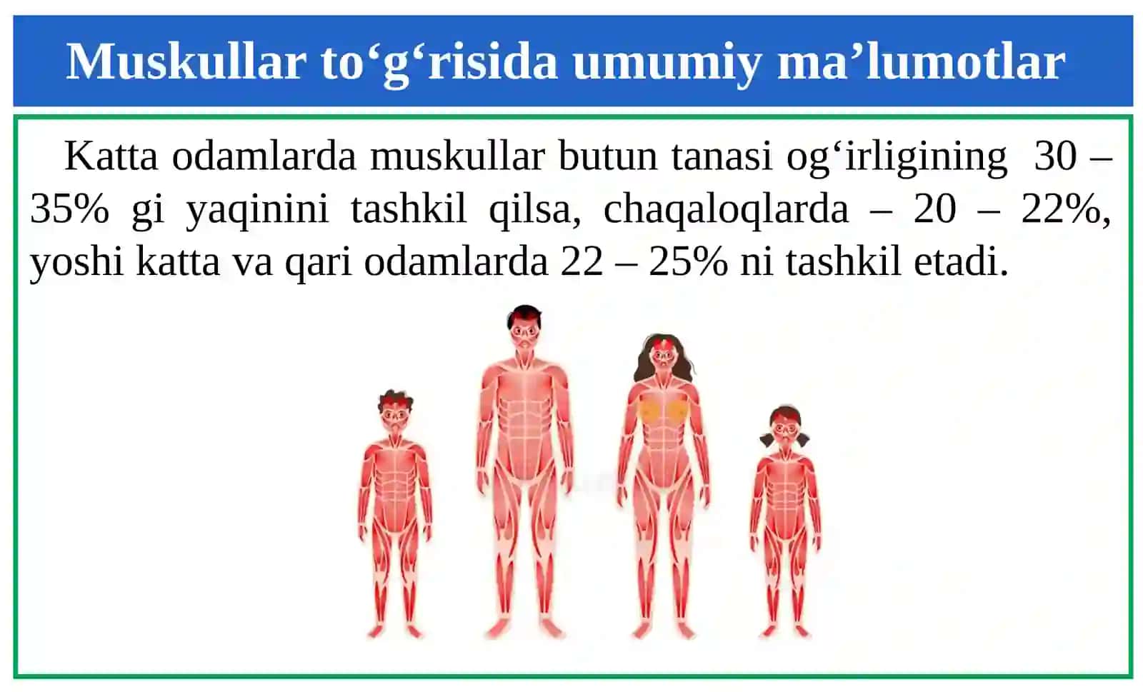 Miologiya-muskullar sistemasi.  ODAM ANATOMIYASI 3