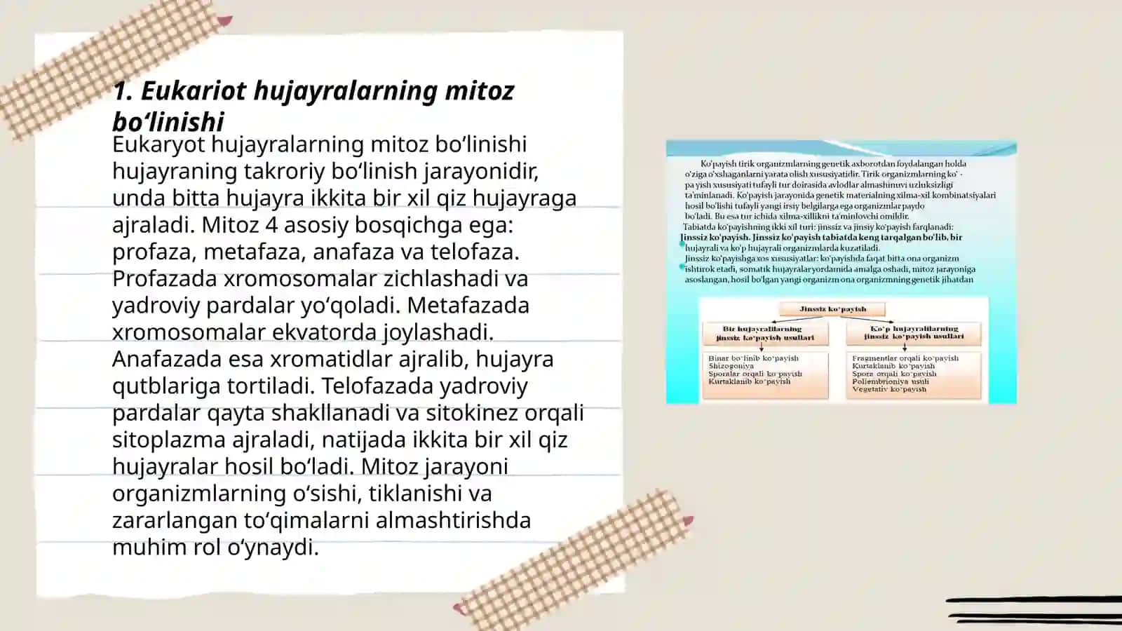 Eukariot hujayralarning mitoz boʻlinishi 3