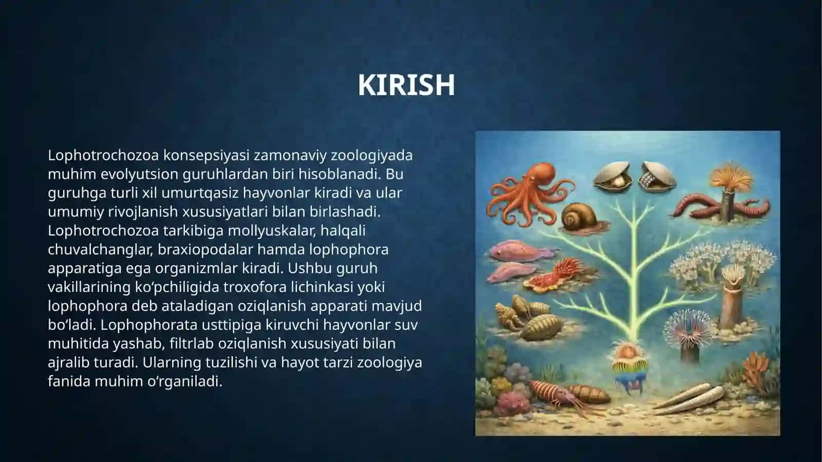Lophotrochozoa konsepsiyasi. Lophophorata usttipi. Foronidalar (Phoronida) tipining umumiy ta'rifi. 3