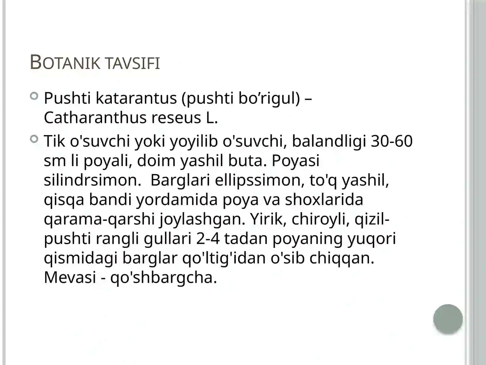 Pushti Katarantusning Dorivor Xususiyatlari 3