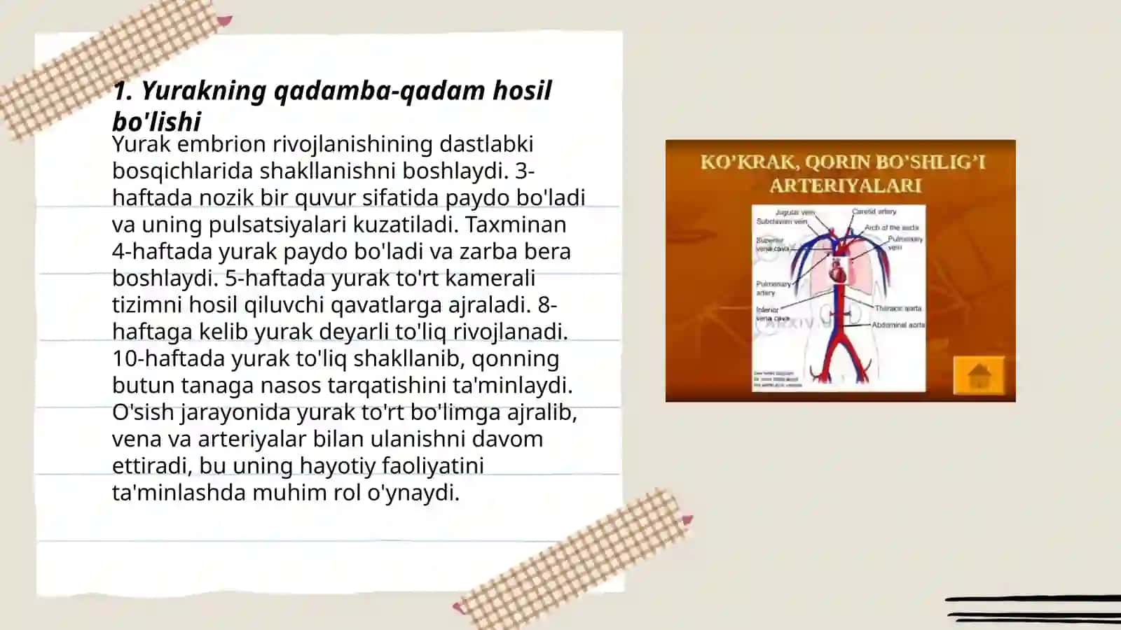 Yurak qon tomir gistalogiyasi 3