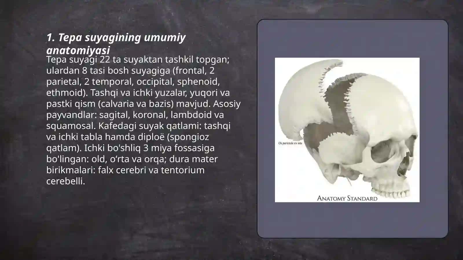 Tepa suyagi anatomiyasi 3