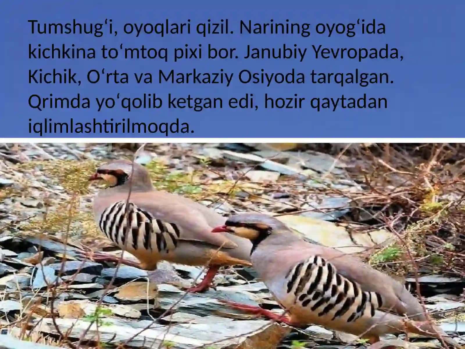 Kakliklar oilasi "ALECTORES chukar" 3