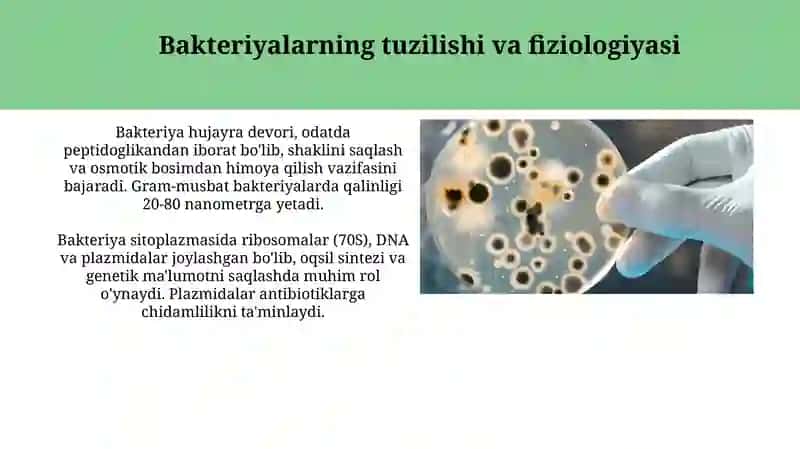 Bakteriyalar: Mikrobiologiyaning asosiy toshi 3
