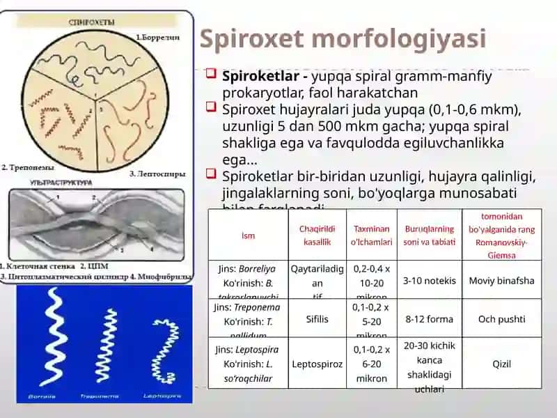 Bakteriyalarning morfologiyasi rikketsiyalar. 3