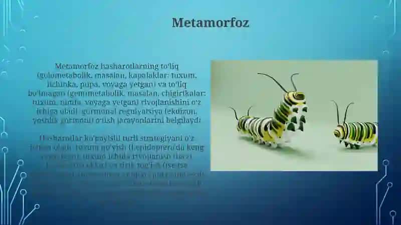 Hasharotlarning rivojlanishi va ko'payish biologiyasi 3