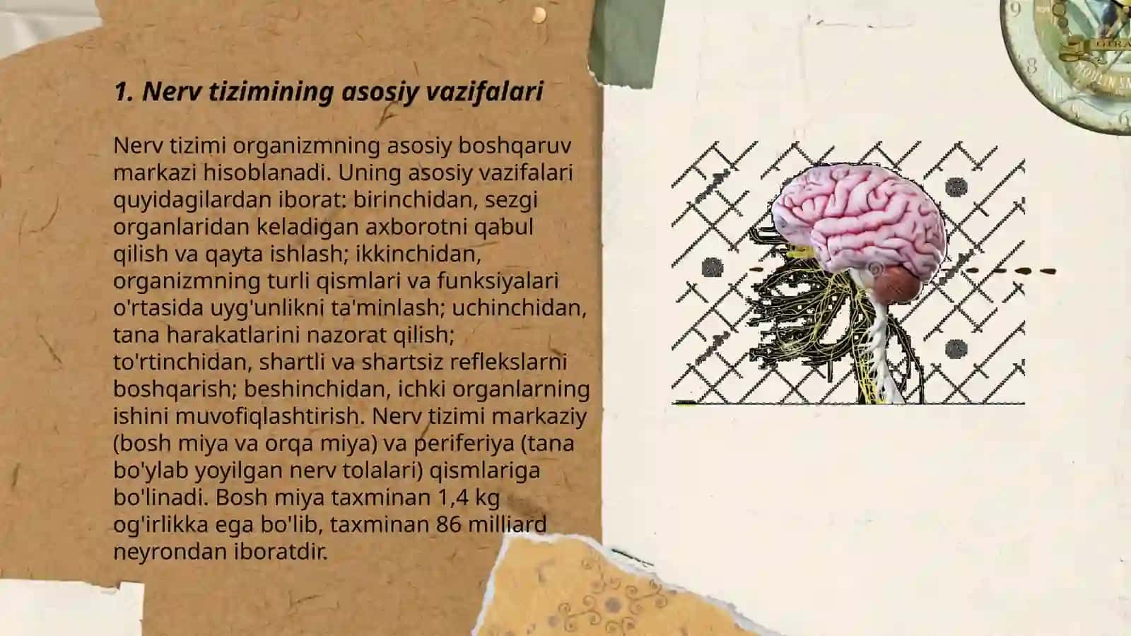 Nerv sistemasining ahamiyati va gigiyenasi 3