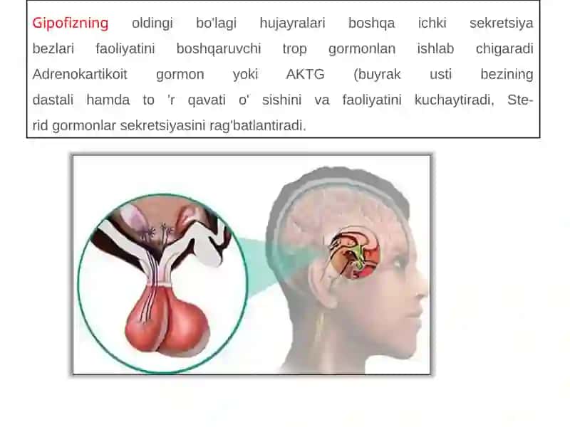 ENDOKIRN TIZIM ICHI SEKRITSIA BEZLARI TUZLISHI 3