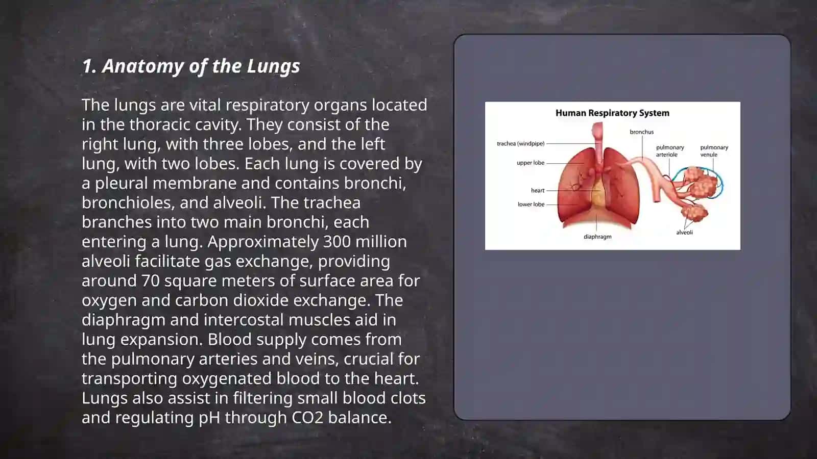 Lungs and a pulmanry system 3
