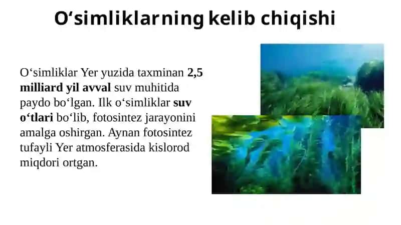 O'simliklar fiziologiyasi mustaqil ish 3