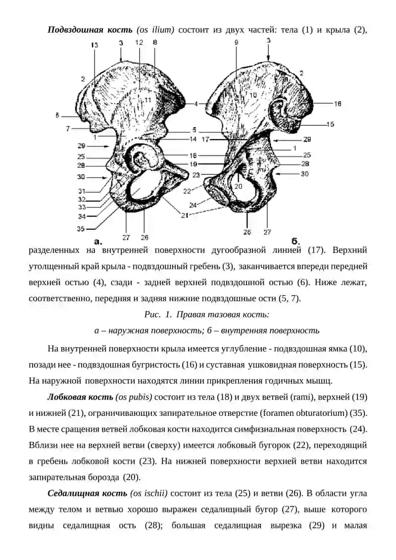 ВОЗРАСТНЫЕ ОСОБЕННОСТИ КОСТЕЙ НИЖНИХ КОНЕЧНОСТЕЙ 3