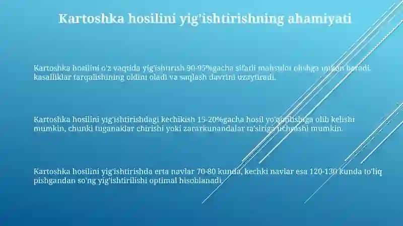 Kartoshka hosilini yig'ishtirish 3