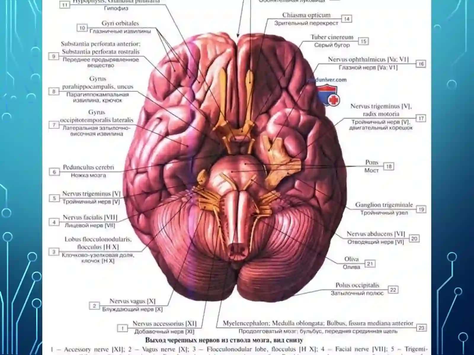 Boshmiyanervlari 3